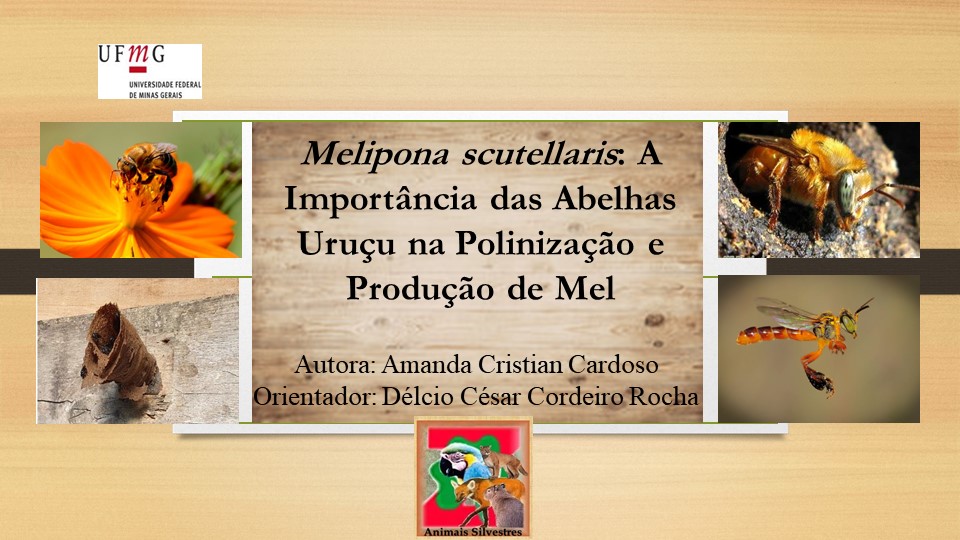 Abelhas silvestres meliponicultura 4