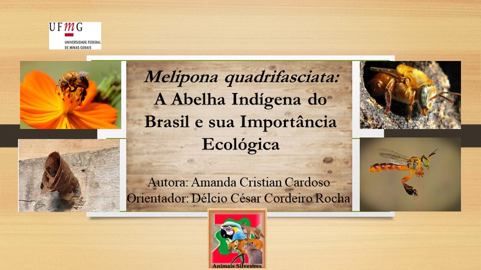 Abelhas silvestres meliponicultura 5