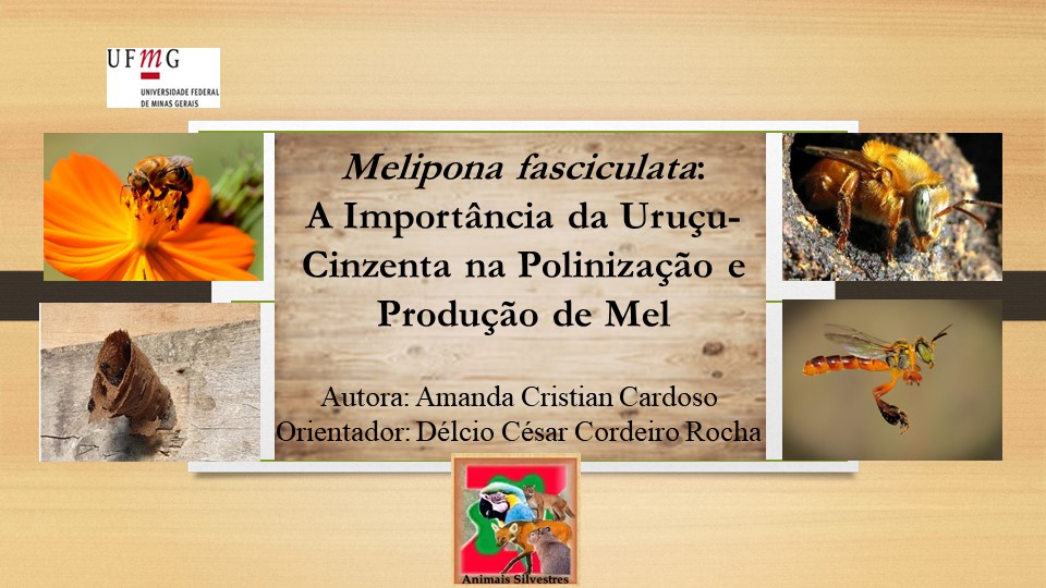 Abelhas silvestres meliponicultura 6