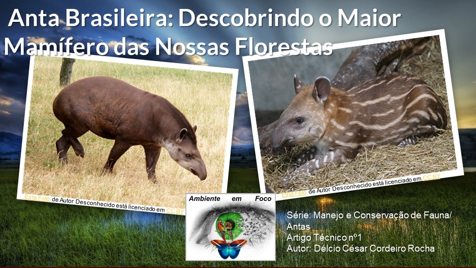 Anta Brasileira