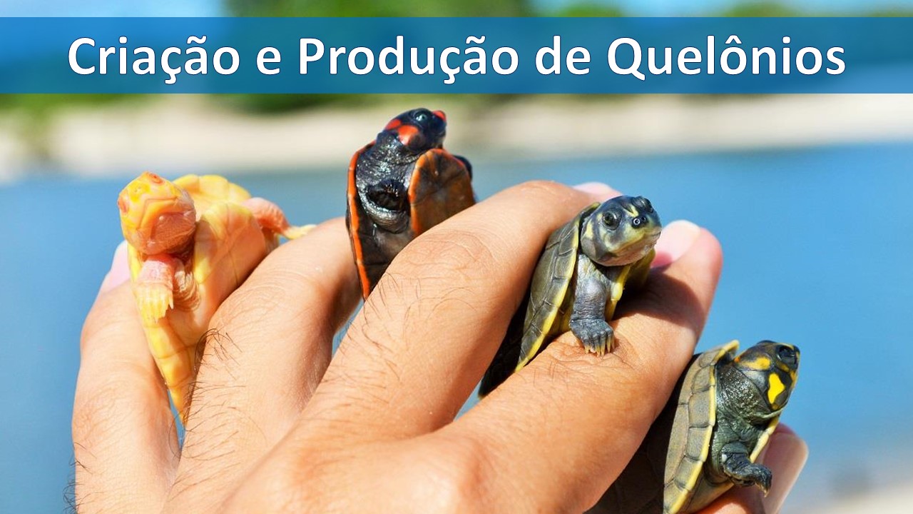 quelônios