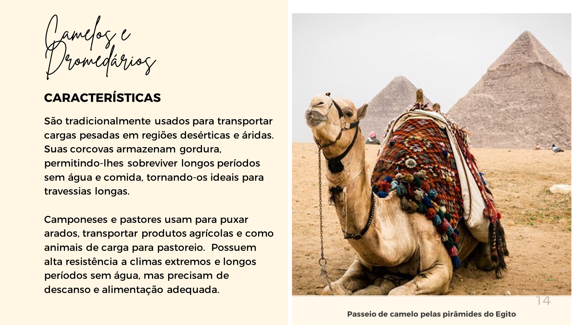 animais de trabalho Camelos e Dromedarios