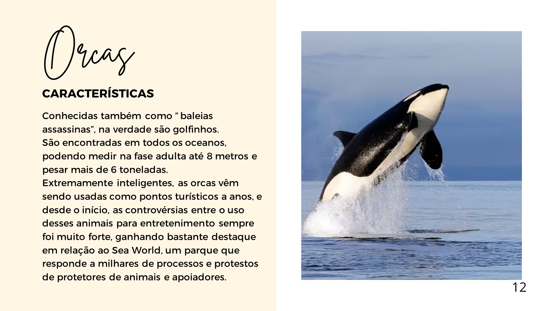 animais de trabalho Orcas