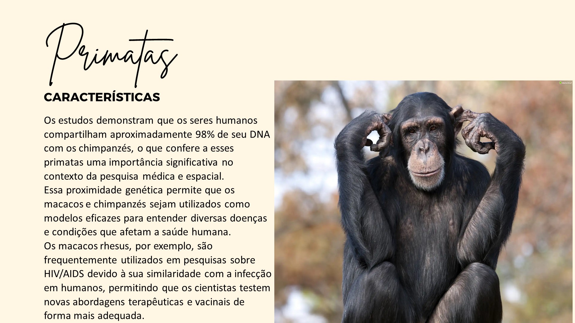 animais de trabalho Primatas