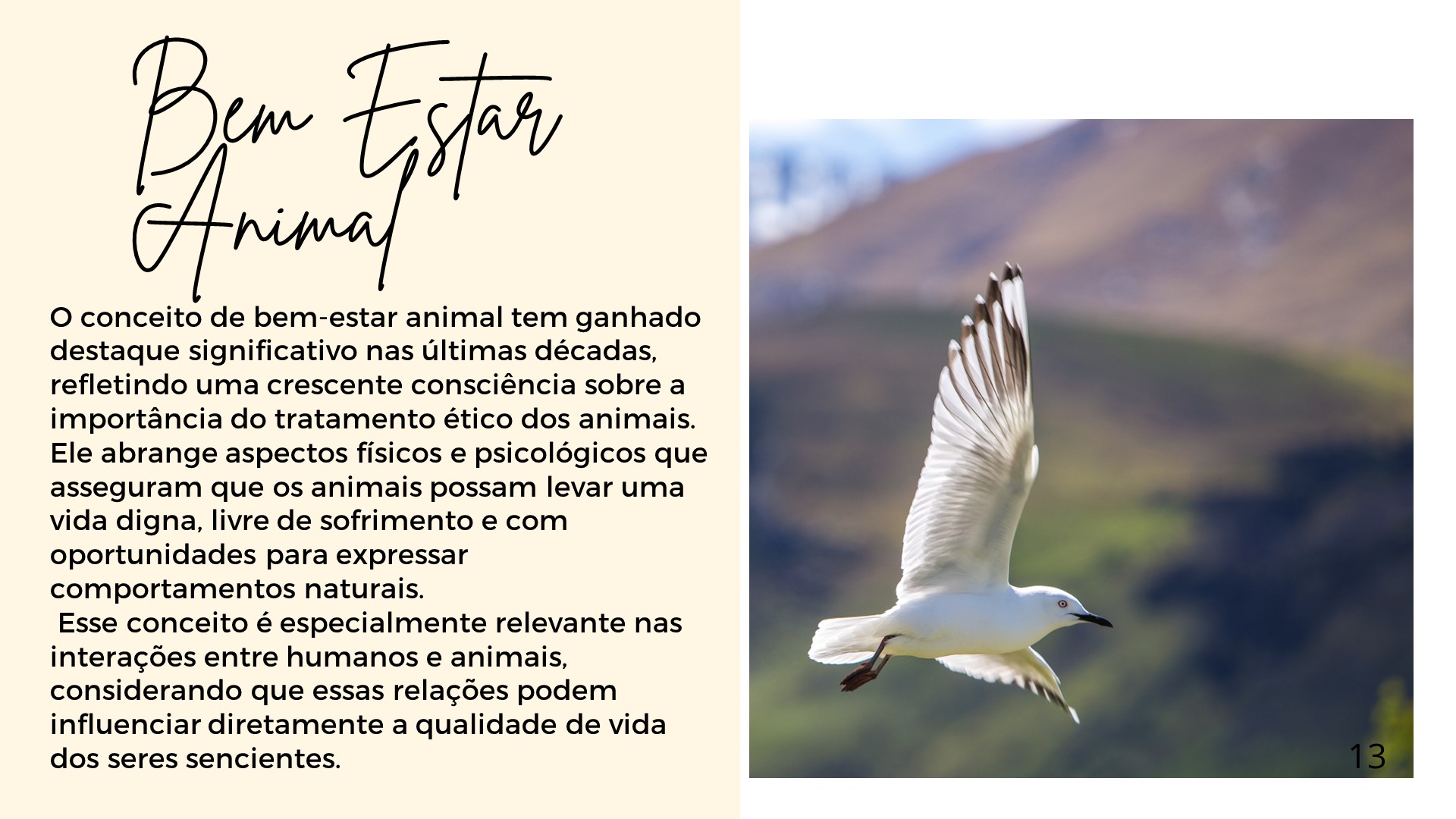animais de trabalho e o bem estar animal
