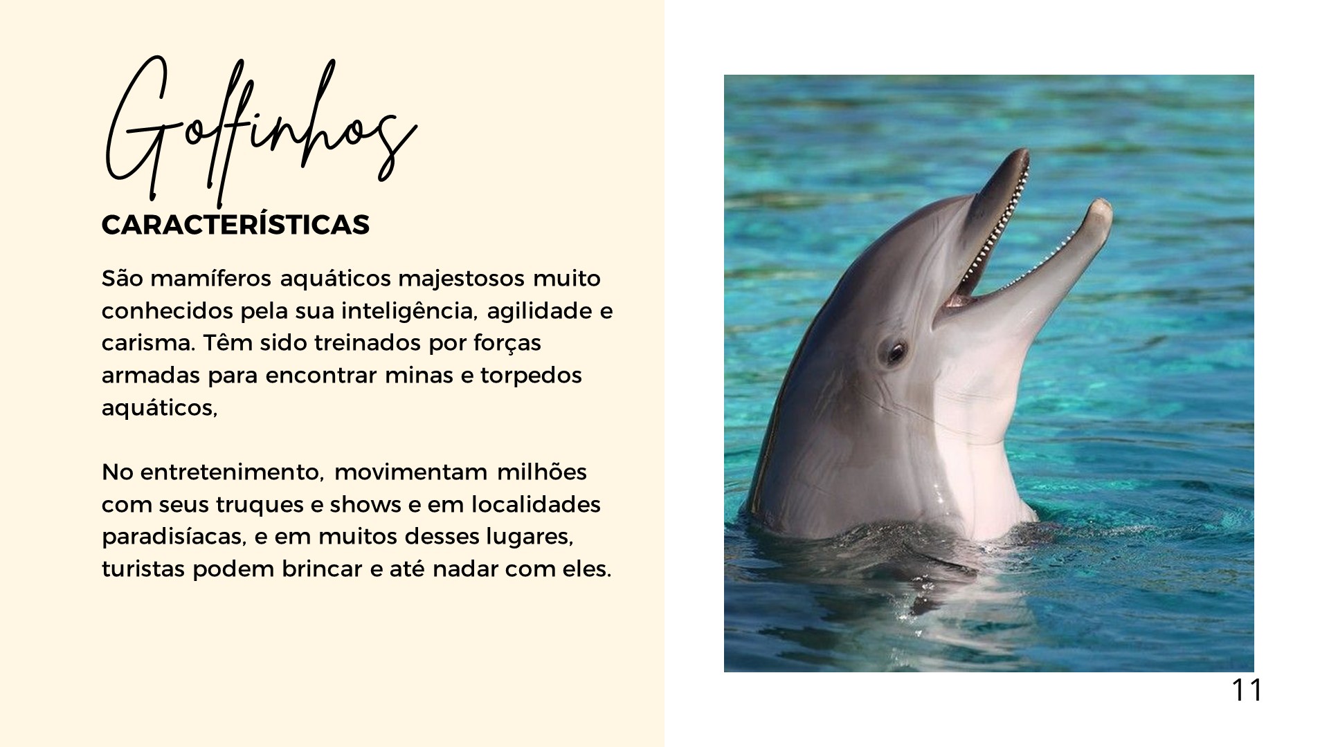 animais de trabalho golfinhos