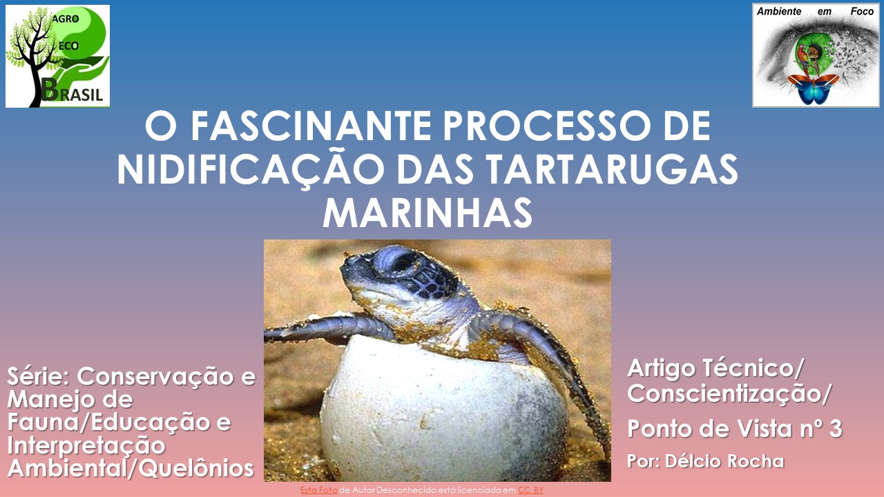 quelonios 3